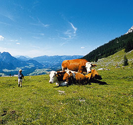 summer in the alps